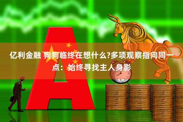亿利金融 狗狗临终在想什么?多项观察指向同一点:始终寻找主人身影